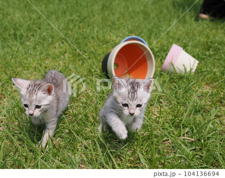 可愛い子猫が公園で遊ぶ 可愛い子猫が公園で遊ぶ 104136694