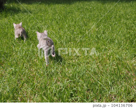 可愛い子猫が公園で遊ぶ 可愛い子猫が公園で遊ぶ 104136706