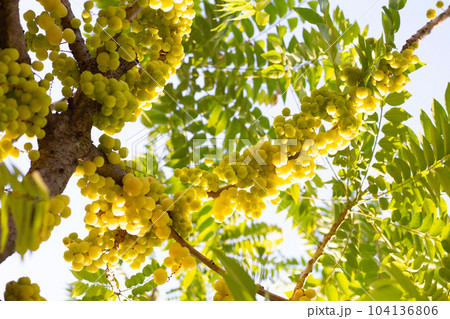 Star gooseberry tree with fruits Star gooseberry tree with fruits 104136806