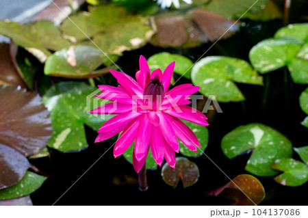 Beautiful water lily. Lotus flower with green leaves Beautiful water lily. Lotus flower with green leaves 104137086