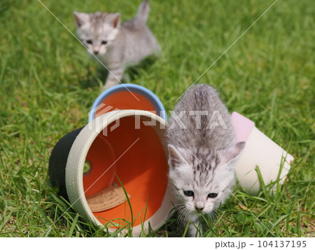 公園デビューの可愛い子猫 104137195