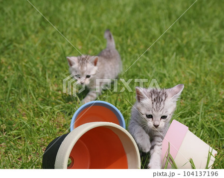公園デビューの可愛い子猫 公園デビューの可愛い子猫 104137196