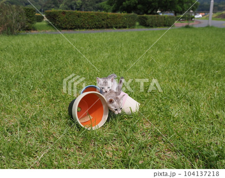 公園デビューの可愛い子猫 公園デビューの可愛い子猫 104137218