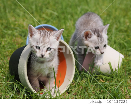 公園デビューの可愛い子猫 公園デビューの可愛い子猫 104137222