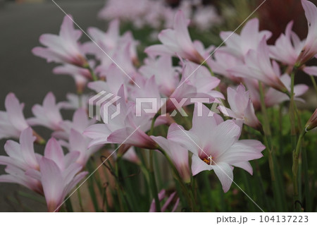 群生して咲くハブランサスの花（レインリリー） 104137223