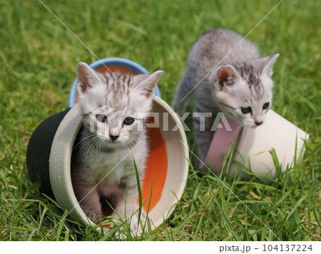 公園デビューの可愛い子猫 公園デビューの可愛い子猫 104137224