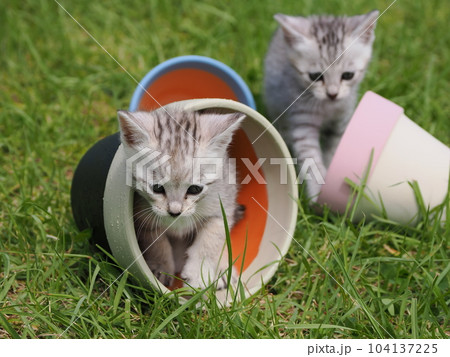 公園デビューの可愛い子猫 公園デビューの可愛い子猫 104137225