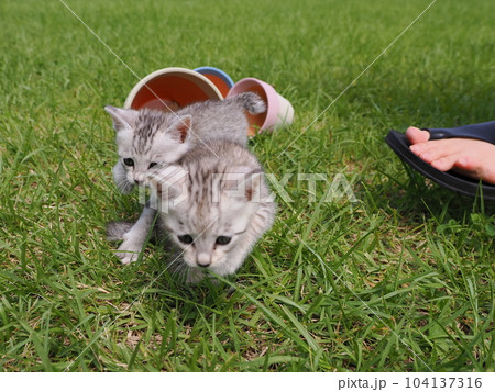 公園デビューの可愛い子猫 104137316