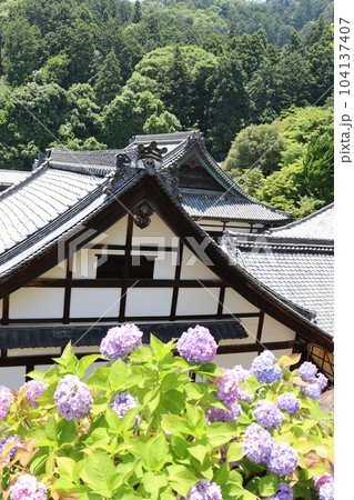 あじさい 紫陽花 柳谷観音 京都府長岡京市 あじさい祭 縁日 映えスポット 花言葉 梅雨 あじさい寺 あじさい 紫陽花 柳谷観音 京都府長岡京市 あじさい祭 縁日 映えスポット 花言葉 梅雨 あじさい寺 104137407