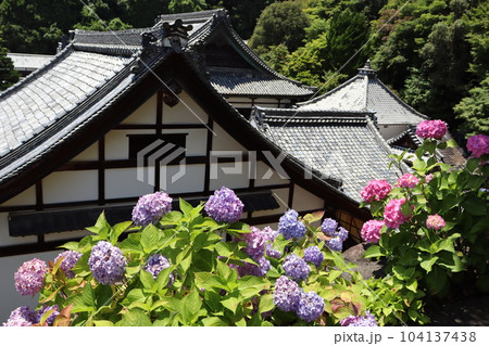 あじさい　紫陽花　柳谷観音　京都府長岡京市　あじさい祭　縁日　映えスポット　花言葉　梅雨　あじさい寺 104137438