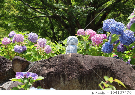 あじさい　紫陽花　柳谷観音　京都府長岡京市　あじさい祭　縁日　映えスポット　花言葉　梅雨　あじさい寺 104137470