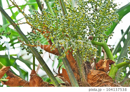 白い産毛に覆われたシュロの実(夏、六月) 白い産毛に覆われたシュロの実(夏、六月) 104137538