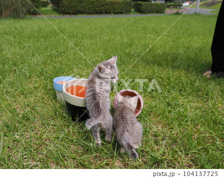公園デビューの可愛い子猫が怖がりながらも興味津々 公園デビューの可愛い子猫が怖がりながらも興味津々 104137725