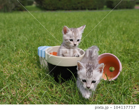 公園デビューの可愛い子猫が怖がりながらも興味津々 公園デビューの可愛い子猫が怖がりながらも興味津々 104137737