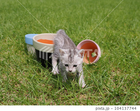 公園デビューの可愛い子猫が怖がりながらも興味津々 104137744