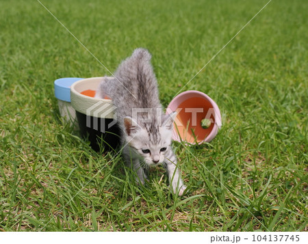公園デビューの可愛い子猫が怖がりながらも興味津々 公園デビューの可愛い子猫が怖がりながらも興味津々 104137745