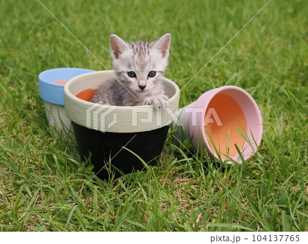 公園デビューの可愛い子猫が怖がりながらも興味津々 公園デビューの可愛い子猫が怖がりながらも興味津々 104137765
