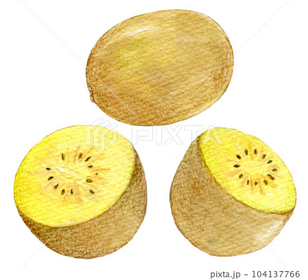 水彩イラスト　黄色いキウイ 104137766