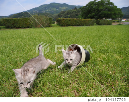 公園デビューの可愛い子猫が怖がりながらも興味津々 104137796