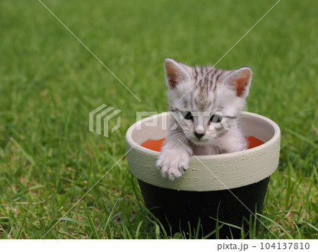 公園デビューの可愛い子猫が怖がりながらも興味津々 104137810