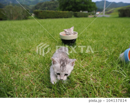 公園デビューの可愛い子猫が怖がりながらも興味津々 公園デビューの可愛い子猫が怖がりながらも興味津々 104137814