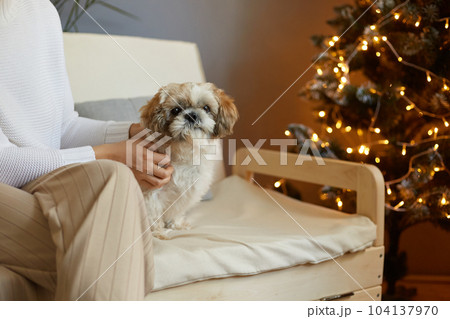 Portrait of faceless woman wearing white sweater sitting on sofa near new year tree and playing with her Pekingese dog, celebrating Christmas with her pet at home. Portrait of faceless woman wearing white sweater sitting on sofa near new year tree and playing with her Pekingese dog, celebrating Christmas with her pet at home. 104137970