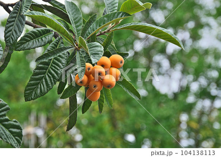 オレンジ色のビワの実（初夏、六月）の写真素材 [104138113] - PIXTA