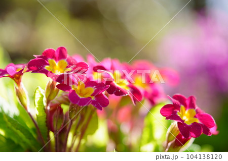 春の花壇・プリムラ 104138120