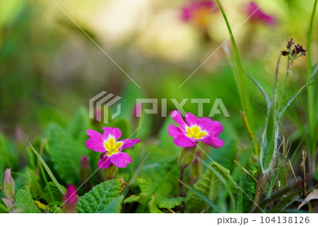 春の花壇・プリムラ 春の花壇・プリムラ 104138126