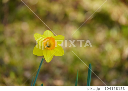 春・綺麗なスイセンの花 104138128