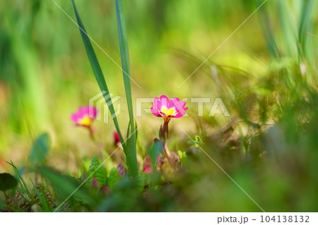 春の花壇・プリムラ 春の花壇・プリムラ 104138132