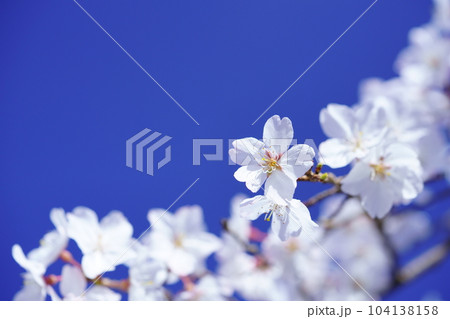 暖かな春・希望の桜 暖かな春・希望の桜 104138158