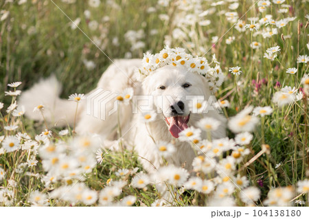 Daisies white dog Maremma Sheepdog in a wreath of daisies sits on a green lawn with wild flowers daisies, walks a pet. Cute photo with a dog in a wreath of daisies. Daisies white dog Maremma Sheepdog in a wreath of daisies sits on a green lawn with wild flowers daisies, walks a pet. Cute photo with a dog in a wreath of daisies. 104138180