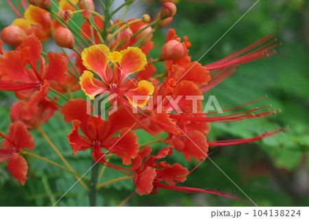 緑背景の赤いオオゴチョウの花 緑背景の赤いオオゴチョウの花 104138224