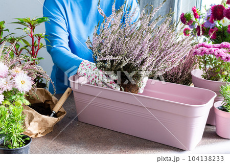 A woman is transplanting heather A woman is transplanting heather 104138233