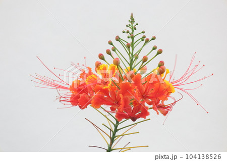 白背景の赤いオオゴチョウの花 白背景の赤いオオゴチョウの花 104138526