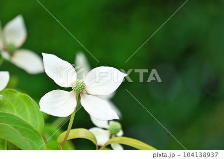 薄黄色のホンコンエンシスの花(夏、六月) 薄黄色のホンコンエンシスの花(夏、六月) 104138937