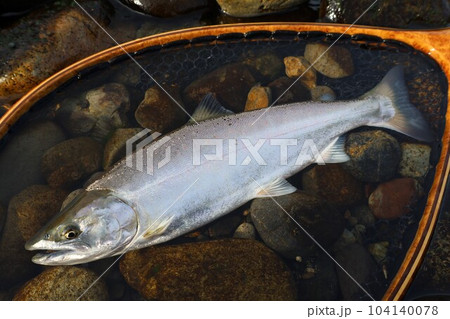 冬に海へ降りたアマゴ達は大きく成長して五月に再び母川に帰る　その名はサツキマス 104140078