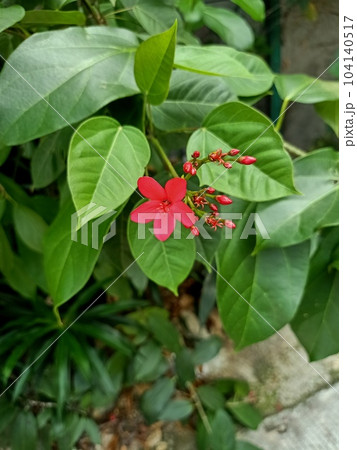 Close up of rose-flowered jatropha plant Close up of rose-flowered jatropha plant 104140517