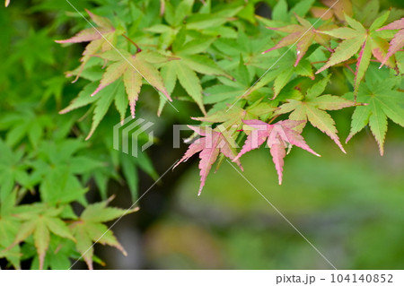 モミジ 紅葉 日本庭園 由志園 モミジ 紅葉 日本庭園 由志園 104140852