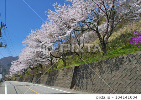 【山梨県道志村】道志みちの桜 【山梨県道志村】道志みちの桜 104141004