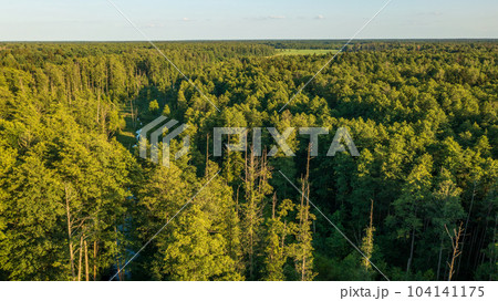 Polish part of Bialowieza Forest 104141175