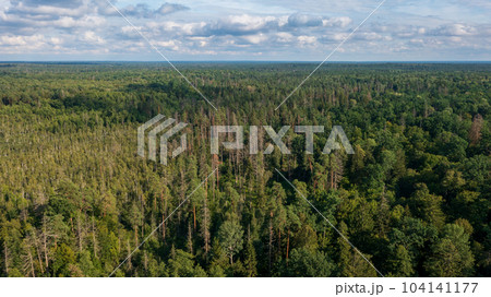 Polish part of Bialowieza Forest to east from Hajnowka  104141177