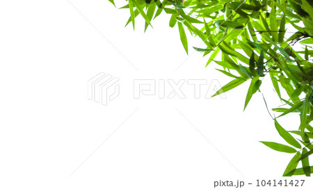 Isolated green bamboo leaves with copy space and with clipping paths on white background Isolated green bamboo leaves with copy space and with clipping paths on white background 104141427