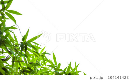 Isolated green bamboo leaves with copy space and with clipping paths on white background                                104141428