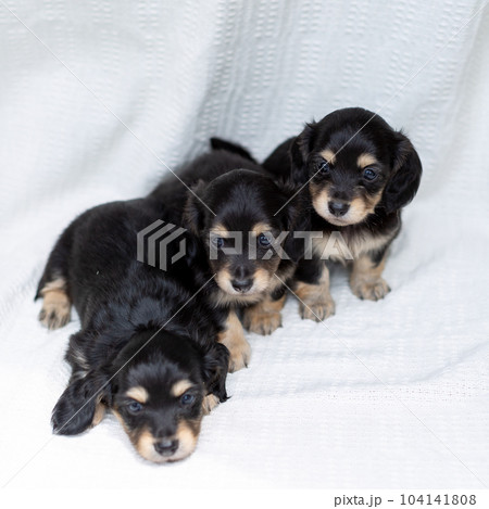 仔犬 カニンヘンダックスフンド 仔犬 カニンヘンダックスフンド 104141808