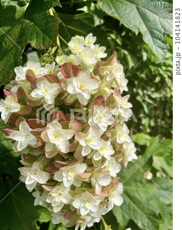 白い小さい花 104141823