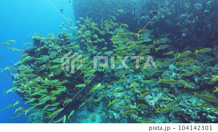 Beautifiul underwater view with tropical coral reefs Beautifiul underwater view with tropical coral reefs 104142301