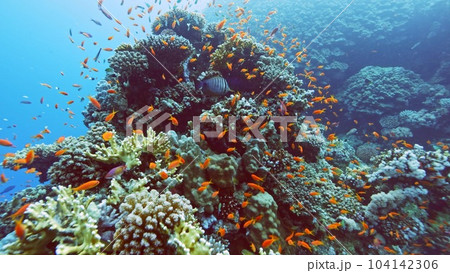 Beautifiul underwater view with tropical coral reefs 104142306