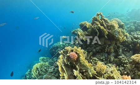 Beautifiul underwater view with tropical coral reefs 104142314